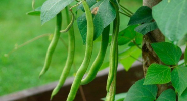 Fazole chřestu: vlastnosti pěstování a péče na otevřeném poli